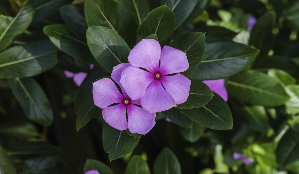 kādus augus nedrīkst stādīt pagalmā