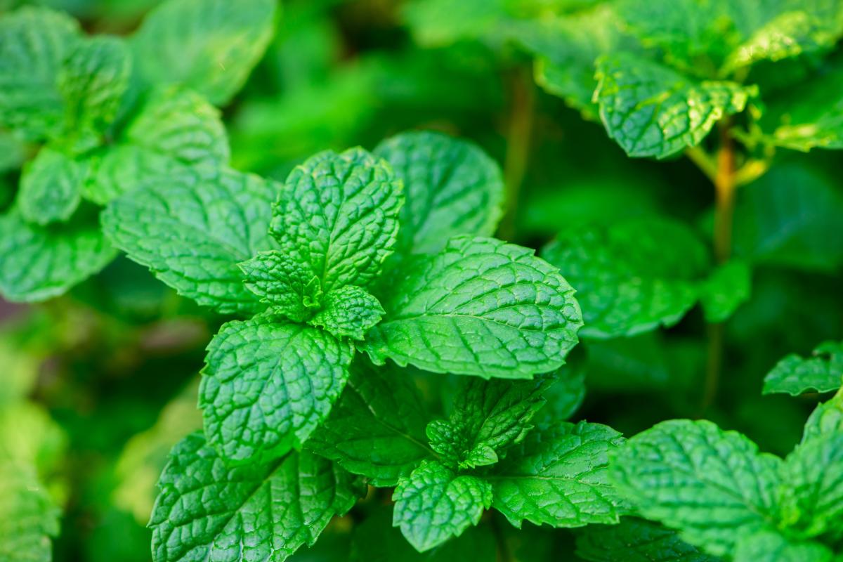 kādus augus nedrīkst stādīt pagalmā