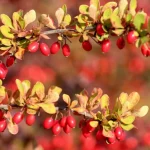 10 krūmi, kurus nekad nevajadzētu stādīt savā pagalmā 10-krumi-kurus-nekad-nevajadzetu-stadit-sava-pagalma.webp.webp