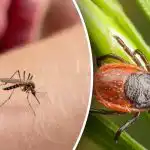 Aizmirstiet par kodumiem: kā viens vienkāršs līdzeklis pasargās jūs no