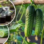 Aizmirstiet par rūgtajiem gurķiem: eksperts nosauca vienkāršu noteikumu saldai ražai Aizmirstiet par rūgtajiem gurķiem: eksperts nosauca vienkāršu noteikumu saldai ražai