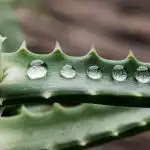 Alveju ir viegli pārlaistīt: kā pareizi laistīt ziedu, lai tas