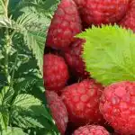 Avenes dos divreiz vairāk: ko svarīgi darīt ziedēšanas laikā