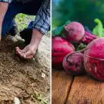 Dārznieki to ieliek bedrē, stādot bietes: tās izaug lielas un