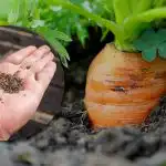 Dīgs jebkuros laikapstākļos: labākais laiks burkānu sēšanai pavasarī