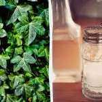 Efeja neizdzīvos: 2 santīmu virtuves līdzekļi, kas iedarbojas dažu dienu