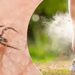 Ērces tās nevar izturēt: kādus augus aizsardzībai vajadzētu stādīt aprīlī Ērces tās nevar izturēt: kādus augus aizsardzībai vajadzētu stādīt aprīlī