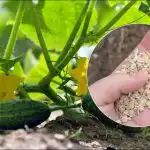 Gurķi augs strauji: stādot bedrē, jāpievieno karote uzlējuma