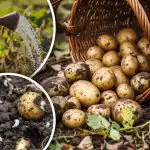 Hruščovs vairs nepieskarsies kartupeļiem: lēta aizsardzības metode, izmantojot tautas līdzekļus