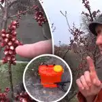 Ir svarīgi nepalaist garām brīdi: kad ārstēt kauleņu kokus pret moniliozi Ir svarīgi nepalaist garām brīdi: kad ārstēt kauleņu kokus pret