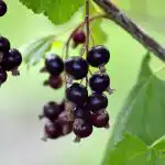 Kā apgriezt jāņogas: lielo ogu noslēpums ka-apgriezt-janogas-lielo-ogu-noslepums.jpg