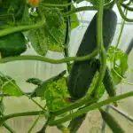 Kā apkrāpt gurķa bioloģiju: kraukšķīgi augļi līdz salnām ka-apkrapt-gurka-biologiju-kraukskigi-augli-lidz-salnam.jpg