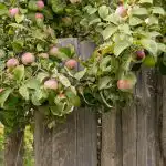 Kā palielināt ābolu ražu: dārznieki nosauca 8 augus, kas jāstāda