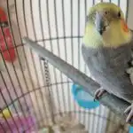 Kā papagaiļi mācās runāt: pārsteidzoši imitācijas mehānismi ka-papagaili-macas-runat-parsteidzosi-imitacijas-mehanismi.jpg