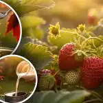 Kā par nedēļu ātrāk tikt pie zemenēm: aizmirsta metode bez ķimikāliju piles Kā par nedēļu ātrāk tikt pie zemenēm: aizmirsta metode bez