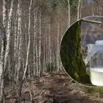 Kā pareizi ievākt bērzu sulas: galvenie triki, kas jāzina ikvienam