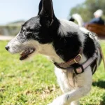 Kā saprast, ka suns ir nelaimīgs un nervozs: kinologi nosauca 4 galvenās pazīmes ka-saprast-ka-suns-ir-nelaimigs-un-nervozs-kinologi-nosauca.webp.webp