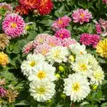 Kā stādīt dālijas: eksperti sniedza svarīgus padomus, bez kuriem nebūs