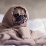 Kad jūsu mājdzīvnieks kļūst par pensionāru: ir atklāts precīzs suņu un kaķu novecošanas vecums kad-jusu-majdzivnieks-klust-par-pensionaru-ir-atklats-precizs-sunu.webp.webp