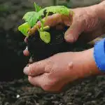 Kad un ko stādīt dārzā: tautas zīmes par laikapstākļiem un