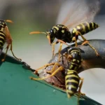 Kāds ir sāpīgākais kodums pasaulē: zinātnieki ir snieguši atbildi kads-ir-sapigakais-kodums-pasaule-zinatnieki-ir-sniegusi-atbildi.webp.webp