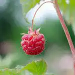 Kāpēc avenes izžūst: kļūdas, apgriežot krūmus kapec-avenes-izzust-kludas-apgriezot-krumus.jpg