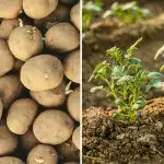 Kāpēc jūsu kaimiņam ir labāki kartupeļi: viens brīdis izšķir visu