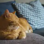 Kāpēc kaķi murrā: par ko ģenētiķi patiesībā klusē kapec-kaki-murra-par-ko-genetiki-patiesiba-kluse.jpg