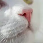 Kāpēc kaķiem ir vertikālas zīlītes: kā viņu acu forma palīdz viņiem medīt kapec-kakiem-ir-vertikalas-zilites-ka-vinu-acu-forma-palidz.jpg