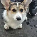 Kāpēc suņi aprok kaulus zemē: sens instinkts kapec-suni-aprok-kaulus-zeme-sens-instinkts.jpg