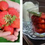 Kas notiek ar organismu, ja katru dienu ēd zemenes: atbild uztura speciālisti Kas notiek ar organismu, ja katru dienu ēd zemenes: atbild