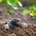 Ko ieliet kurmja bedrē: šis līdzeklis ir katrā virtuvē