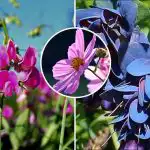 Ko stādīt aprīlī: septiņi ziedi, kas pārvērtīs jūsu dārzu gaišā