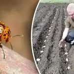 Kolorādo kartupeļu vabole netuvosies: ko stādīt blakus kartupeļiem