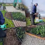 Lielo tulpju noslēpums: kas jums noteikti jādara pavasarī