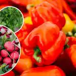 Nebūs ne kaitēkļu, ne nezāļu – ko stādīt pie pipariem