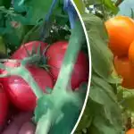 Nedodiet iespēju vēlīnajai puvei: kā iepriekš saglabāt tomātu ražu