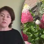 Nesteidzieties ar mēslojumu: kad barot hortenzijas, lai nezaudētu ziedēšanu Nesteidzieties ar mēslojumu: kad barot hortenzijas, lai nezaudētu ziedēšanu