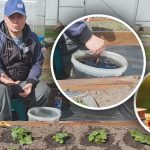 Pavasarī zem katra krūma: kā barot zemenes saldajām un lielām