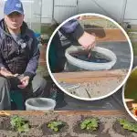 Pavasarī zem katra krūma: kā barot zemenes saldajām un lielām ogām Pavasarī zem katra krūma: kā barot zemenes saldajām un lielām