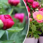 Peonijas kļūdas nepiedod: kas jādara aprīlī