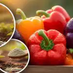 Pipari augs labi: eksperts stāsta par 3 vienkāršiem soļiem pirms