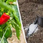 Pipari iesakņosies mazāk nekā pēc nedēļas: kādus mēslojumus pievienot bedrē