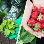 Pirmā zemeņu apstrāde aprīlī ir vissvarīgākā: no tā ir atkarīga