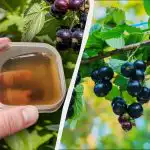 Pirms Lieldienām jāņogas vispirms jābaro: vēlāk tas nedarbosies