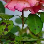 Rozes necietīs no melniem plankumiem, ja tuvumā iestādīsiet vienu ziedu: