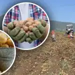 Rūpes ir, bet kartupeļi mazi: eksperts stāsta, kā situāciju mainīt Rūpes ir, bet kartupeļi mazi: eksperts stāsta, kā situāciju mainīt