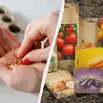 Šādas sēklas neizdīgst pat ar perfektu aprūpi: ko meklēt, pērkot