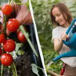 Šī kļūda “nogalina” tomātu stādus: cik daudz ūdens tam nepieciešams un ko nozīmē “sausā laistīšana”? Šī kļūda “nogalina” tomātu stādus: cik daudz ūdens tam nepieciešams