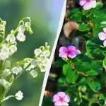 Šīs 7 ziemcietes izskatās skaisti, bet tās nevar iestādīt: tad nevarēsi tās izņemt no dārza Šīs 7 ziemcietes izskatās skaisti, bet tās nevar iestādīt: tad